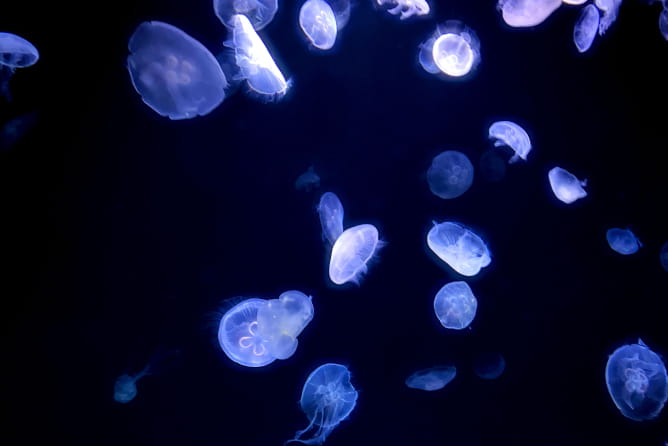 海中のクラゲの画像