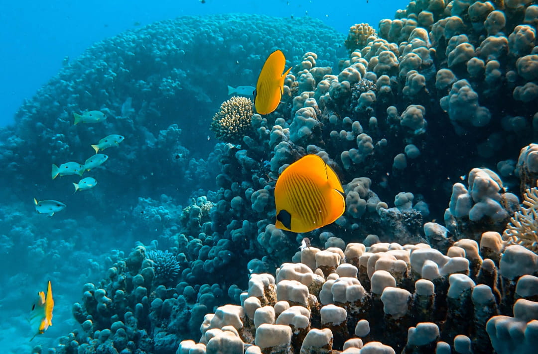 サンゴと黄色い魚の画像