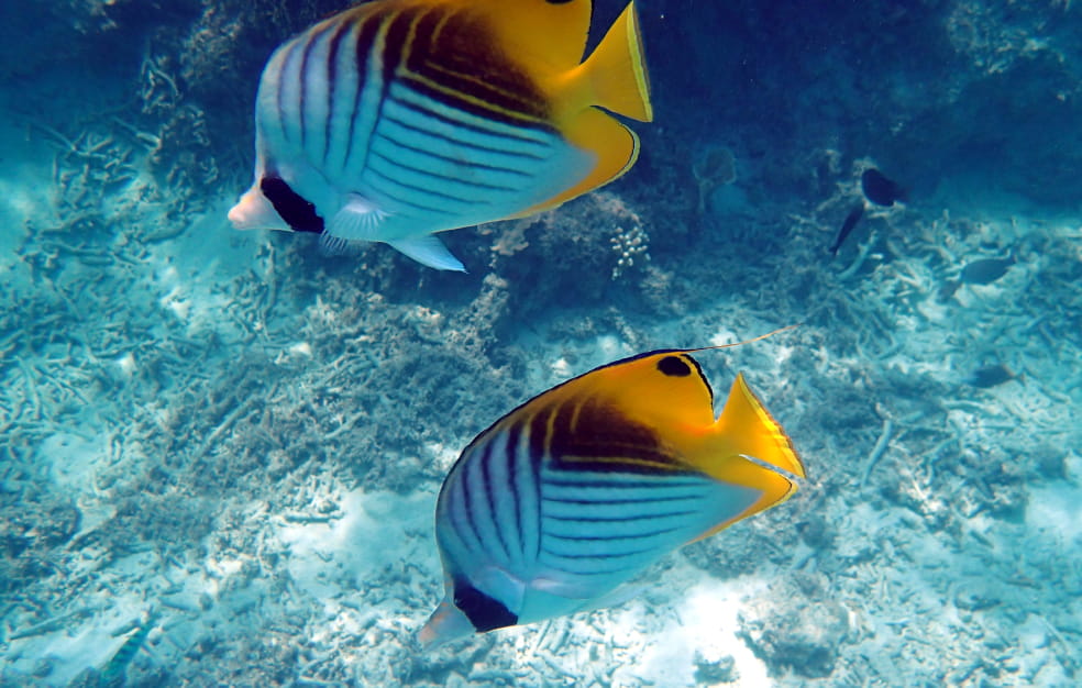 二匹の黄色い魚の画像
