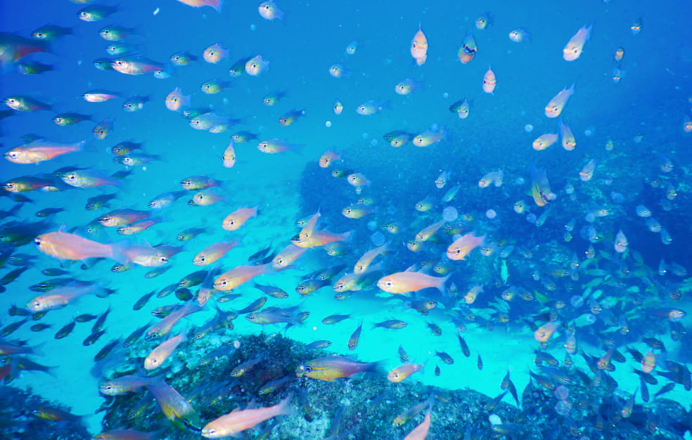 小魚の大群の画像