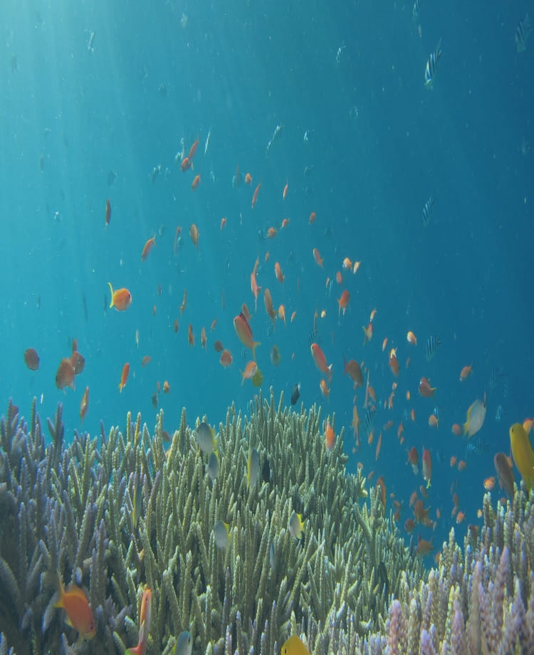海中のサンゴの画像