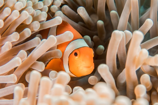 海の宝石:カクレクマノミの世界