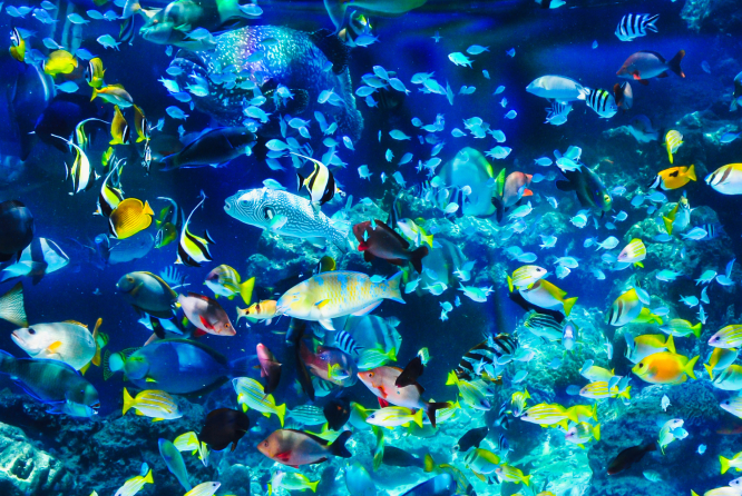 ダイビングの魅力:海の生物観察